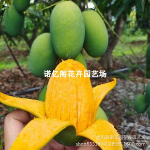 Ҭ��â�����ش���F��â�ļ����â�����簫����â�玧������Y��