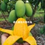 四季椰香特大矮化芒果苗