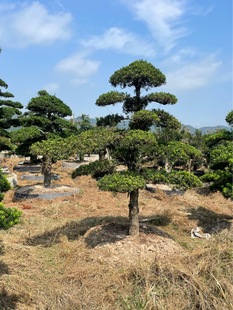 ������Ʒ�����_�h���ߙn����Ϙ�б���hƬӭ���ɴ�СҎ���бM��