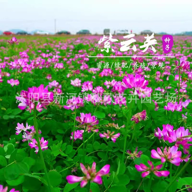 Фейтийский редис Семена фруктовый сад осень и зима зеленый навоз молоко Вика волосы сладкий картофель белый клевер Люцерна мышь трава поле зеленый навоз виды