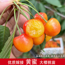 �S�ۙ��Ҙ���޽Ӵ�����缃��ˮ�����Ҙ��m�Ϸ������Nֲ����Y��