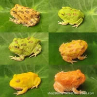 Злая лягушка, зеленый рог, золотой рог, лягушка, тыква, кукла-клоун, не-корова, стойло для домашних животных, аквариум для детей