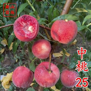 ������25̖���硿����25̖Ѫ����������t��Ѫ���iѪ�Ҙ�����Ʒ�N