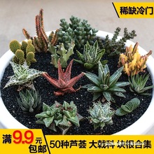 十二卷硬叶花芦荟大戟科怒涛田舍稀缺多肉植物块根合集冷门龙爪