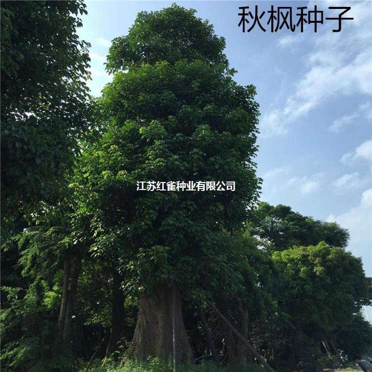 散装新采枫树种子 秋枫种子 量大优惠 绿化 花卉苗木种子批发