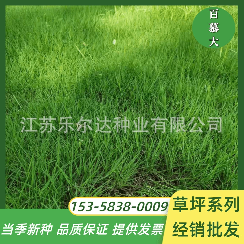 Бермудские острова Озеленение травы Четыре сезона Вечнозеленый газон Трава Засухоустойчивость Трампловый двор Высококачественный газон Бермудские острова