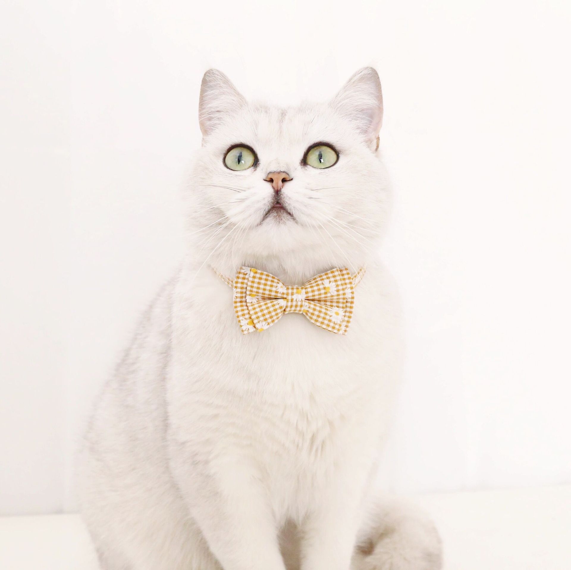 Collar de mascotas gatos perros ajustable cuadrilátero margarita flor arco ajustable collar de campanas corbata