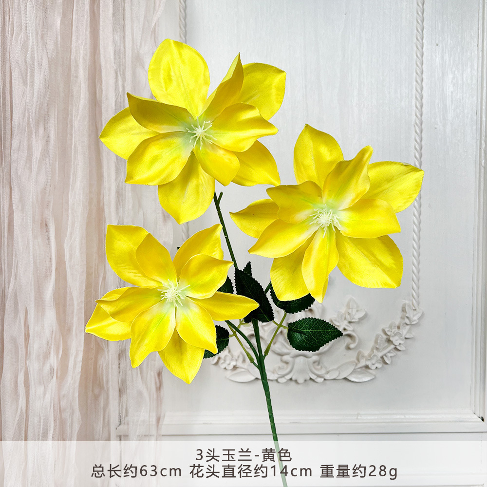 FY-3头玉兰-黄色