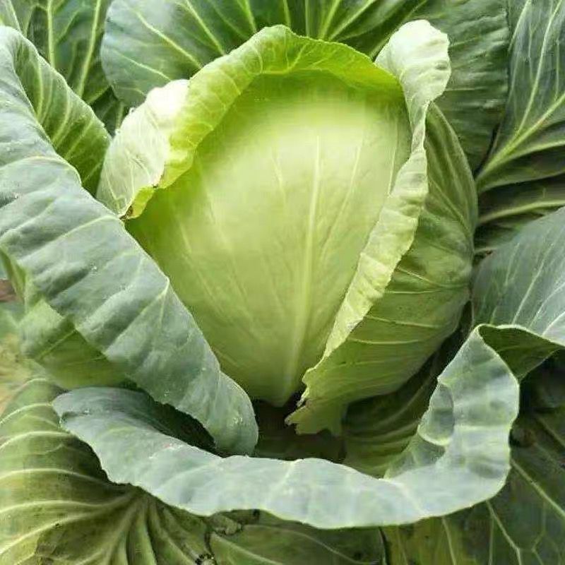 Vegetables wholesale Fresh vegetables Now pick Now send Cabbage Cabbage Farm Season Cabbage White Lotus