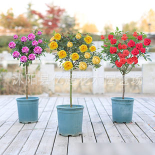 Lollipop Tree Stump Rose Seedlings Extra Large Flowers Flower Plants Courtyard Four-Season Rose with Flower Tree-Shaped Rose