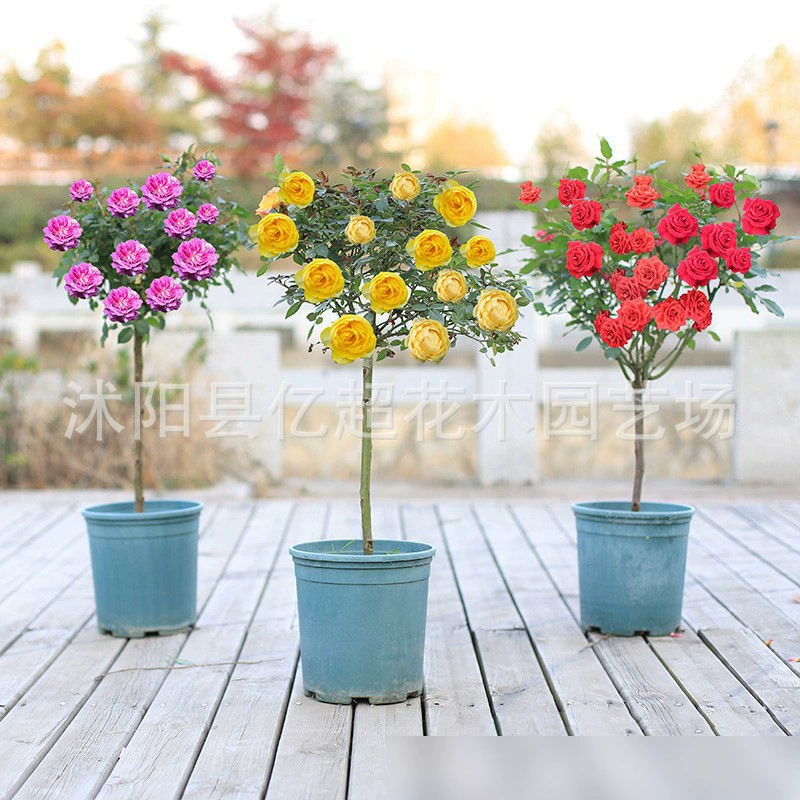 Леденец на палочке, розовый саженец, очень большие цветы, цветочные растения, двор, четырехсезонная роза с цветком, роза в форме дерева