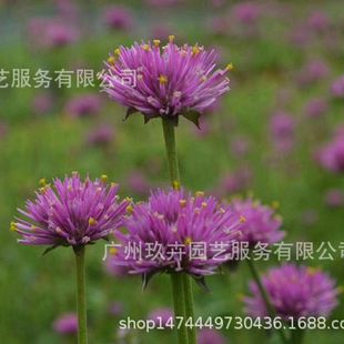 Qianrihong Flower Viewing Small Potted Ground Cover Seedlings Park Courtyard Flower Bed Flower Mirror Green Plant Flowering Plant Indoor and Outdoor Easy to Maintain