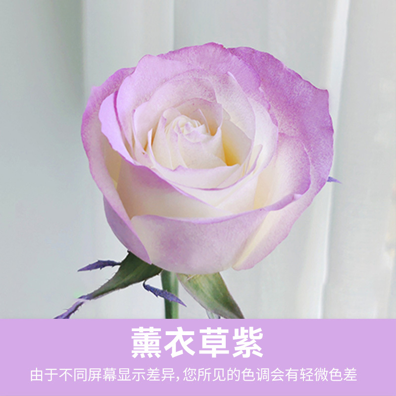 Lavender, 480 ml