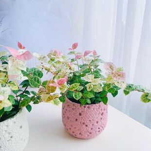 ���~�jʯ��ʰߔ����ٴ���ֲ���̨ͥԺ�҃���Gֲ��������ĳ��