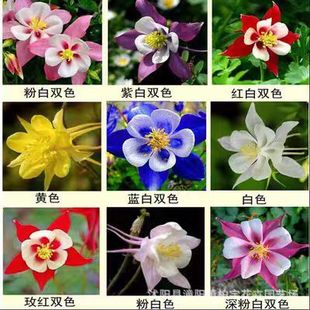 Oleander Seeds Four-Season Perennial Herb Florals Spring Sowing Easy to Grow Indoor Balcony Potted Flower Seeds