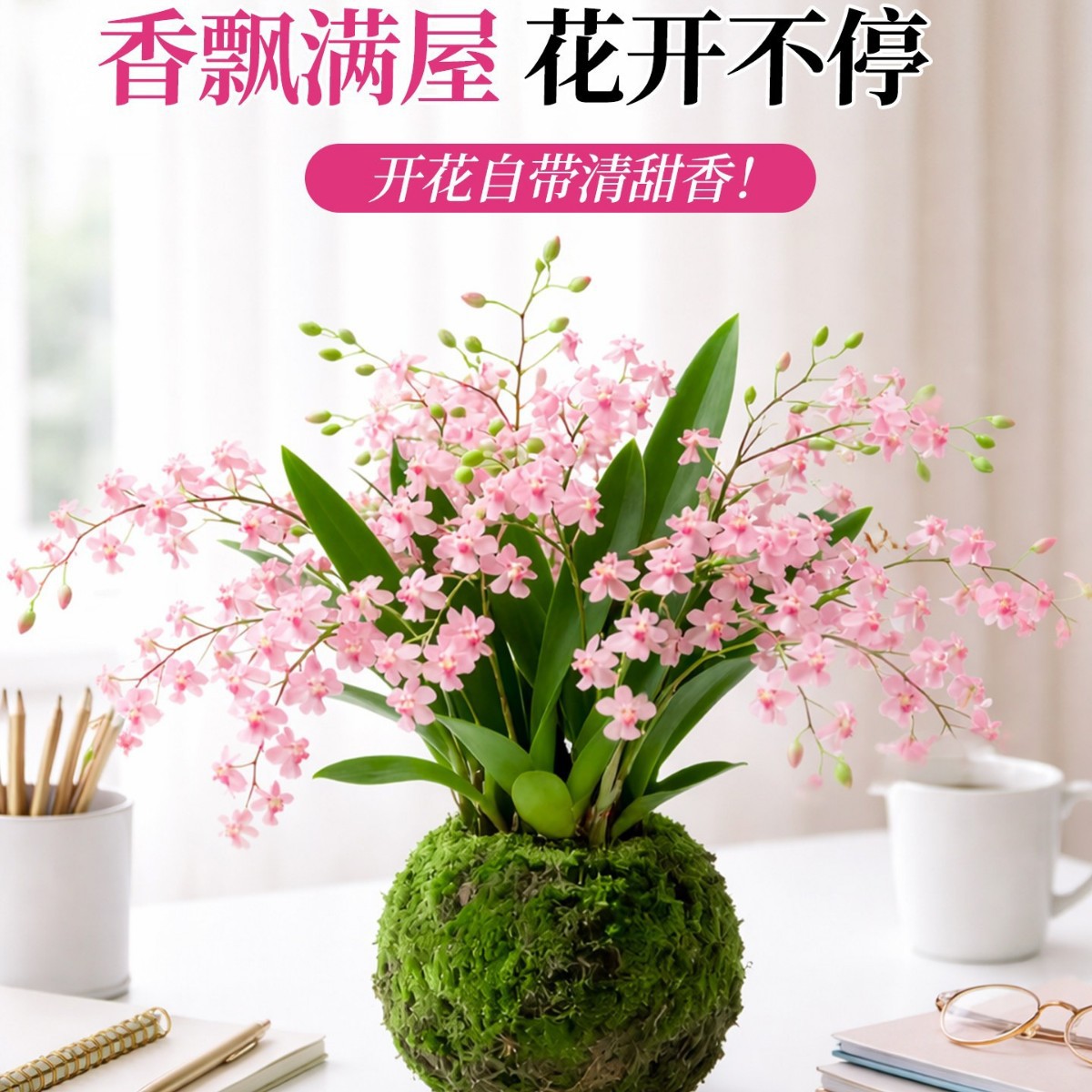 香水梦香文心兰带花苞盆栽梦香兰花卉绿植物水培室内盆栽兰花好养