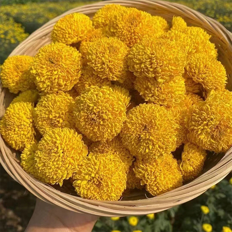 徽五弟精品徽州皇菊婺源皇菊黄菊原产地高山手工采摘头茬多品散装|undefined