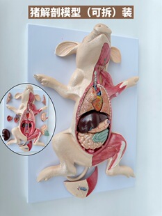 Pig anatomy model pig embryo pig organ visceral muscle neuroveterinary learning animal anatomy