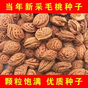 �羳��؛�N�Ә�ľ�N�Ӯ����²��Ҙ�N�Ӻ˷N�Ә�N���l �Һ��N��