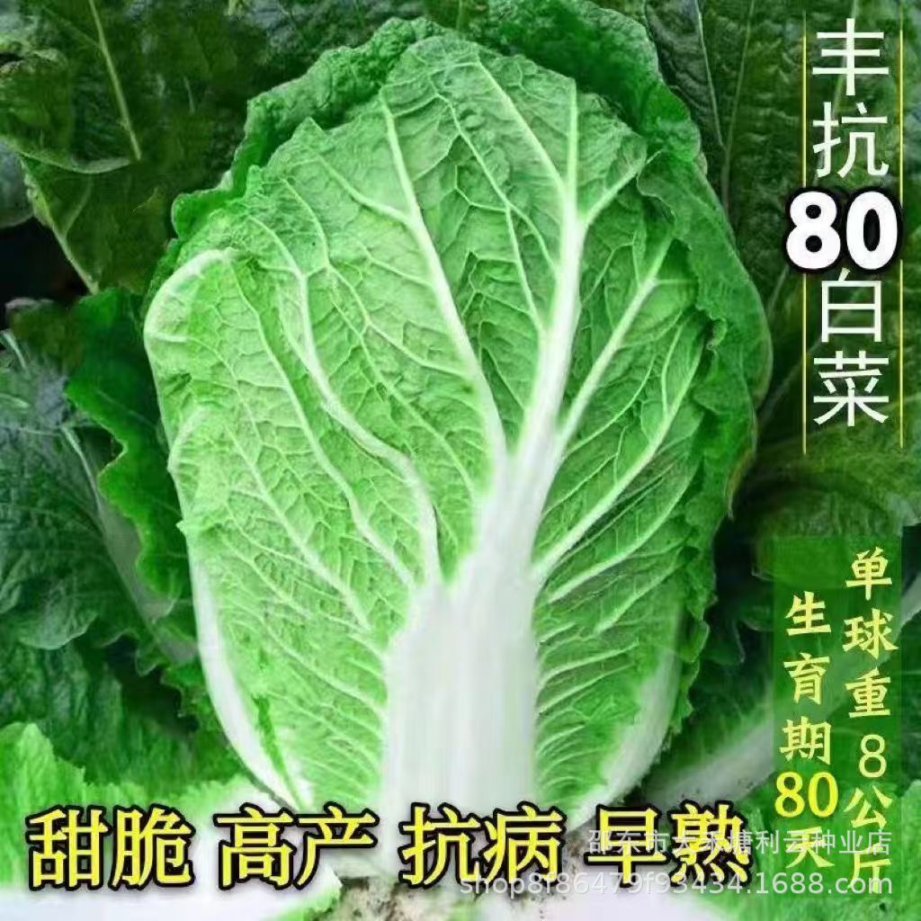 丰抗80白菜种子好吃亩产量高早熟抱头大白菜籽 耐热秋播蔬菜种子