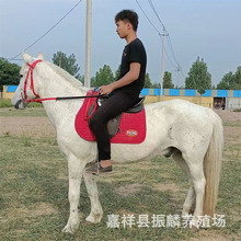 养马场出售骑乘马 矮马 马匹骑乘马旅游观光蒙古马驯养温顺骑乘马