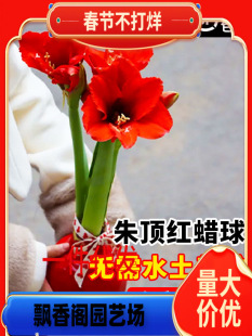 Dropshipping of Amaryllis Red Wax Bulbs, High-Quality Double-Petaled Bulbs, Imported Wax Seals, No Need for Water and Soil Maintenance, Easy to Feed for Lazy People