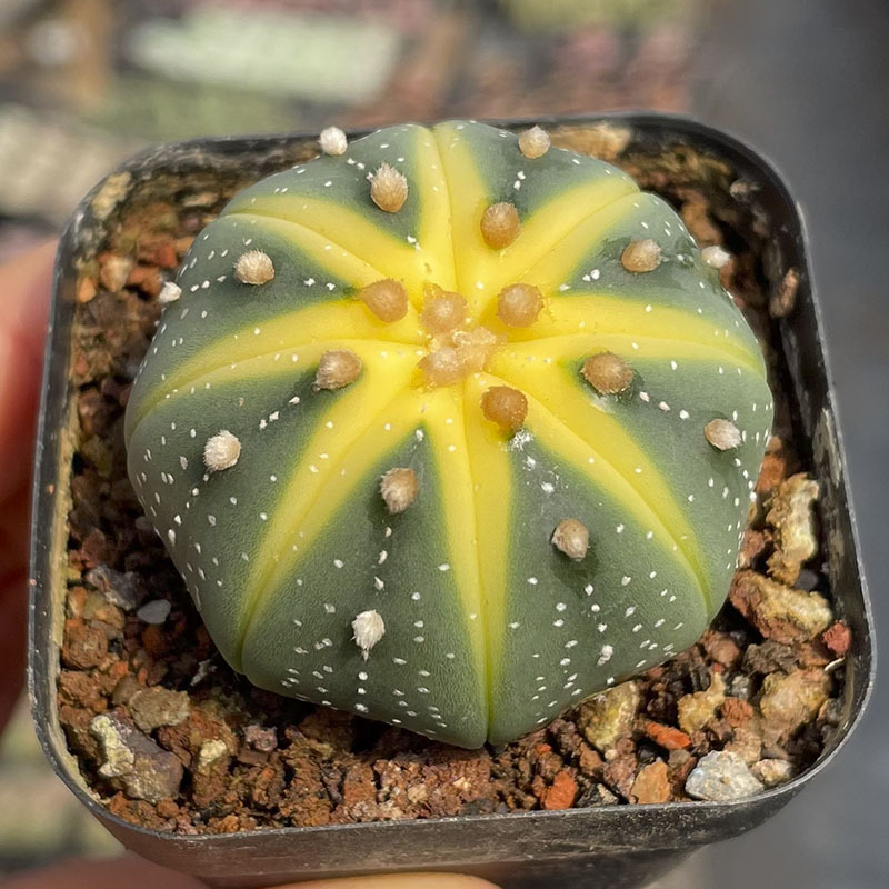 수박주머니 3~5cm (심은 후 배송)