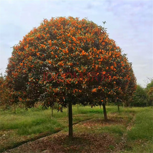 �����ļ�������ߙn�ͺ�������½��؎����辰���㻨��