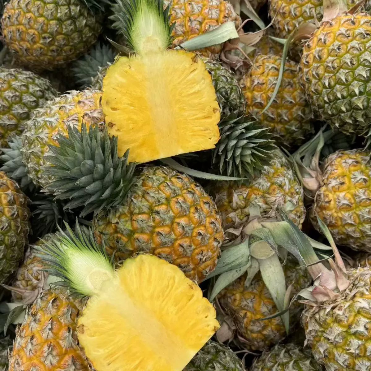 正宗海南芒果凤梨9斤新鲜水果应当季现摘自然熟金钻香水凤梨菠萝