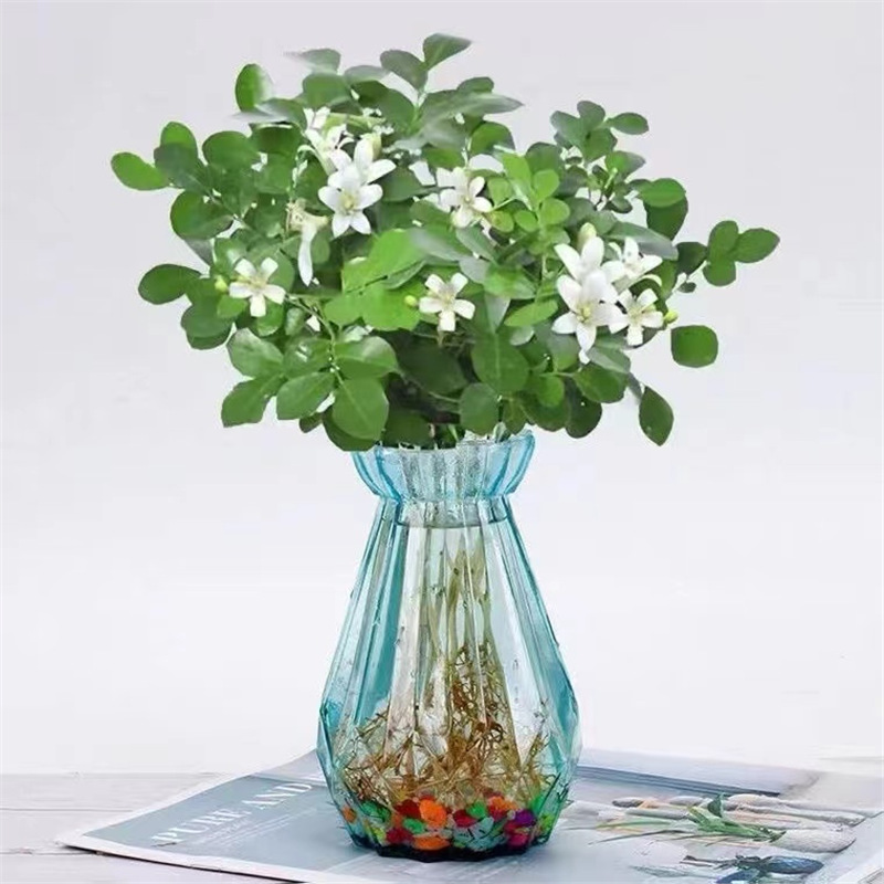 [수경재배 향] 지우리향 10그루(다이아몬드 블루 유리병) 무영양비료