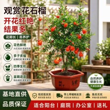 观赏花石榴盆栽盆景牡丹花石榴月季石榴开花结果室外庭院阳台花卉