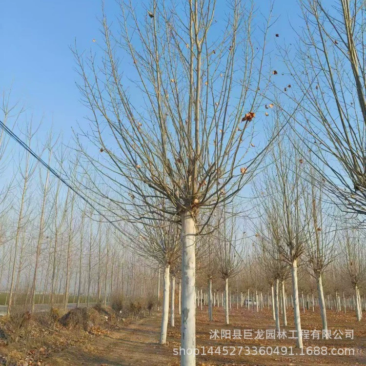 Быстрорастущие саженцы сиамского дерева, премиальные деревья сиамского дерева, саженцы французского сиамского дерева 12-15-18-20, уличные и дворовые тенистые деревья.