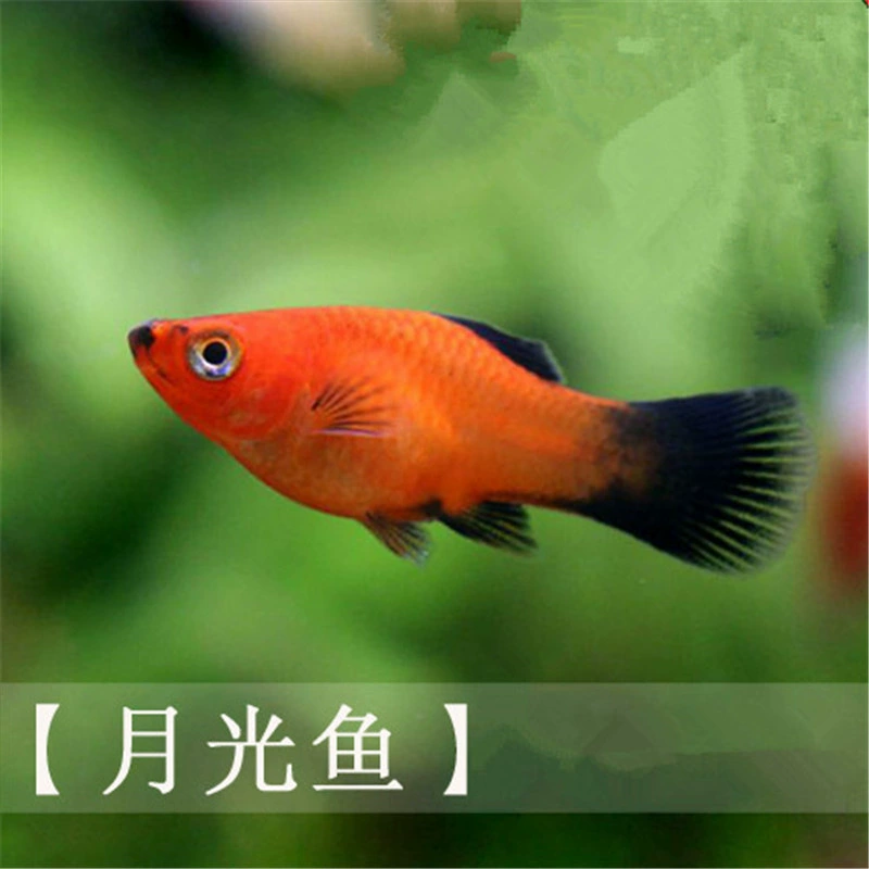 Live Blacktail Moonlight Fish (Blacktail) — Freshwater Tropical Ornamental, Sizes 1.5–3 cm, Batch Packs