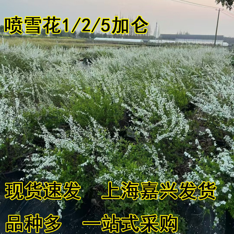 雪柳树苗喷雪花规格齐全多年生耐寒耐热花灌木喷雪花盆栽花境花海