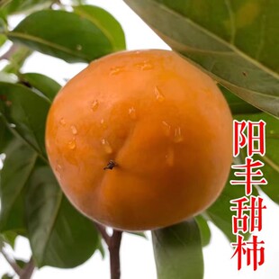 ��S�����Ĵ��������� ��S�ɿ������Ә��� �޽��ش�������Ʒ