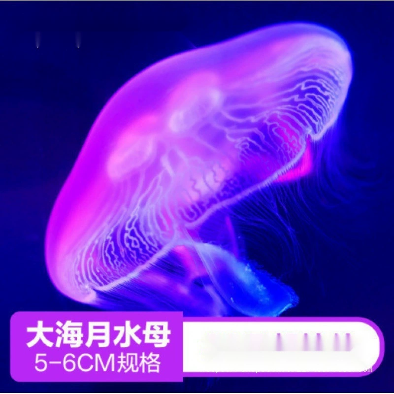 [水母批发100只观赏无毒海月水母2/3水母活物观赏水母摆地摊]