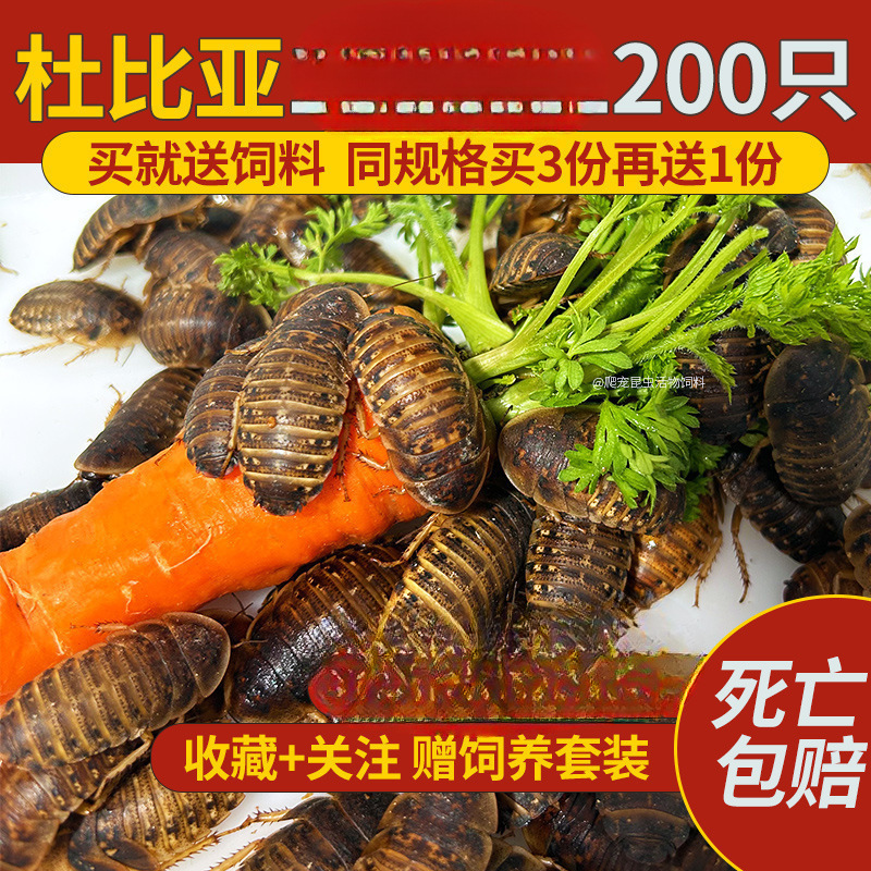Dubia Cockroach Live Bait Feed, New Adult Breeding Group, Half-Pound Pack, Made in China, Specialized for Insects and Reptiles