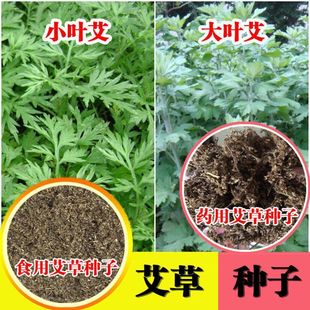 Mugwort Seeds, Mugwort Seeds, Wild Fragrant Mugwort Seedlings, Edible Green Dough, Large-Leaf Mugwort, Artemisia Annua Seeds, Mosquito Repellent Grass