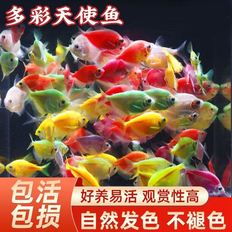 天使鱼观赏鱼活鱼大号群游活体斑马孔雀热带鱼小型鱼淡水好养耐活