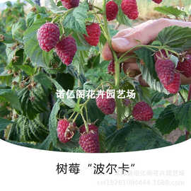 红树莓苗双季波尔卡苏蜜特红树莓覆盆子四季浆果盆栽果树当年结果