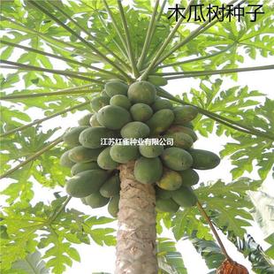 ɢ�bľ�Ϙ�N�� ���ϼt��ľ�ϷN��ţ��ľ���� �����챡Ƥ��֭���l