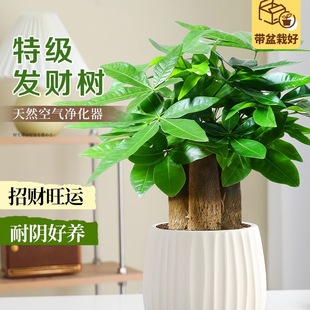 �lؔ���҃ȾGֲ�ļ������k��������С����ֲ����B��