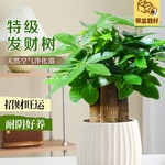 发财树室内绿植四季常青办公室桌面小盆栽植物好养活