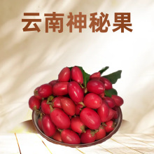 现摘新鲜神秘果鲜果酸变甜变味果 蜜拉圣果 神奇改变味觉果干冻干