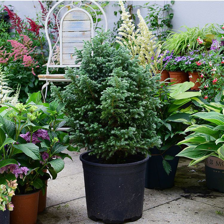 蓝色波尔瓦盆栽花苗小灌木室内外阳台蓝湖柏圣诞树花镜四季常青树