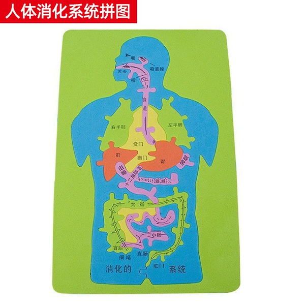 Physiological digestive system, brainteaser
