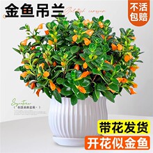 ��Ʒ�����������������̨�ļ����ܺ�����ֲ�������ܿ�������ֲ��