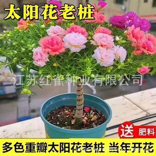 ��ɫ�ذ�̫ꖻ��Ϙ��ͺ��ͺ�ֲ���ļ��҃���ͥԺ�����r����ɫ��