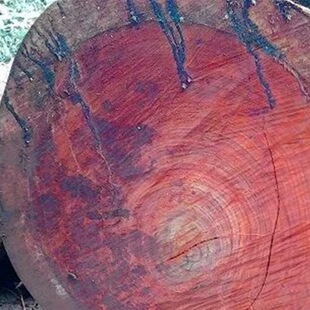 �F؛�t����ԭľ ���޼t����ľ�� �}��ľ���ϼ� ���� �Ƽt���Ұ��