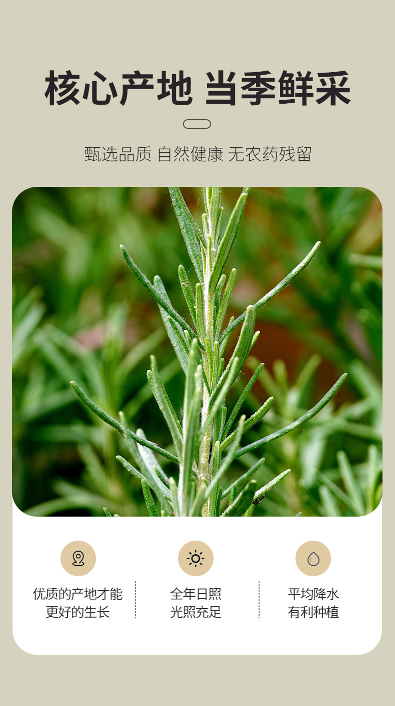 Dried Rosemary Leaves Mi Die Xiang Culinary Herb Tea and Spice 500g Low Temperature Dried quality and texture